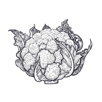 Cauliflower. Hand drawing of vegetables. Vector art illustration. Isolated image of black ink on white background. Vintage engraving. Kitchen design for decoration recipes, menus, sign shops, markets