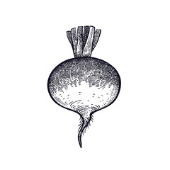 Turnip. Hand drawing of vegetable. Vector art illustration. Isolated image of black ink on white background. Vintage engraving. Kitchen design for decoration recipes, menus, sign shops, markets.