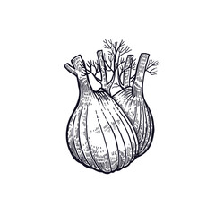 Fennel. Hand drawing of vegetable. Vector art illustration. Isolated image of black ink on white background. Vintage engraving. Kitchen design for decoration recipes, menus, sign shops, markets.