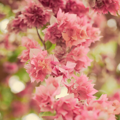 Blurred pink paper flower background