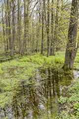 forest with swamp
