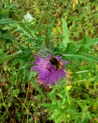 Bumblebee on Spear Thistle Flower