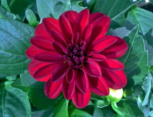 Red Dahlia