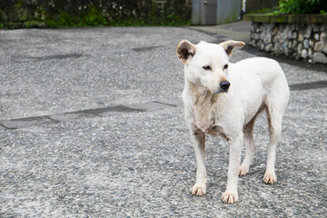 A white dog waiting for something