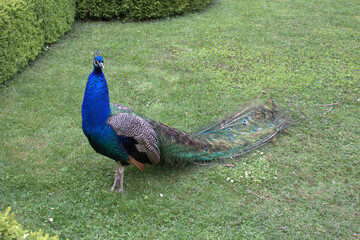 Obraz premium A peacock in the garden