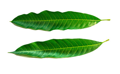 Fototapeta na wymiar mango leaves on white background, with clipping path. 