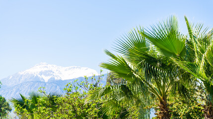 Fototapeta na wymiar snow mountains and palms. beautiful view