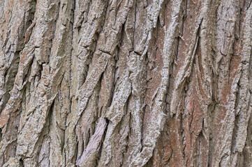 Old tree bark background texture