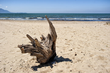 Fototapeta na wymiar Old stump on the beache