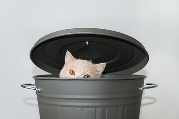 Cute cat hiding in a grey bucket with lid © pitipat