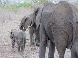 Fototapeta na wymiar Famille éléphants 