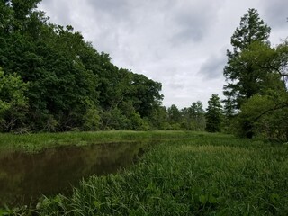 Obraz na płótnie Canvas wetland area with grasses and trees