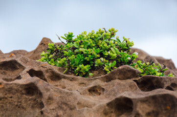  Tree growing on rock cliff