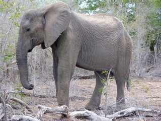 Éléphant de profil © sevlyon