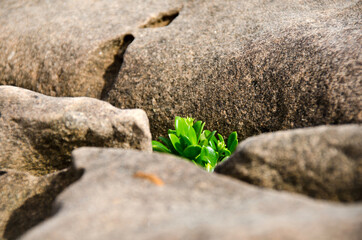 Small tree growing on rock cliff