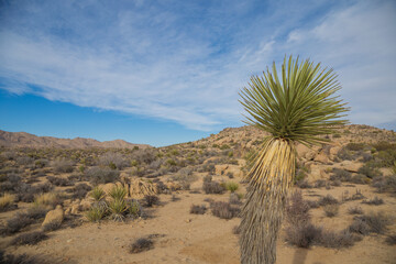 Desert of Joshua Tree National Park, California with trees - 157525098