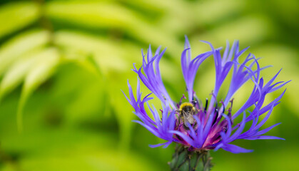 Garden bee