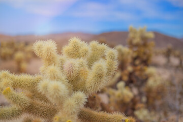 Chollas Cactus Joshua Tree National Park, California - 157525299