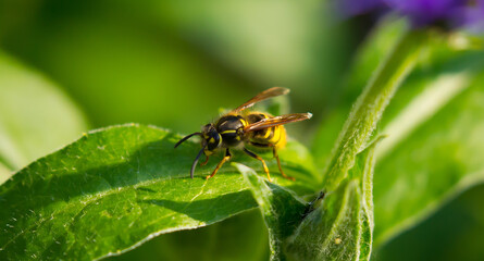 Fototapeta premium Garden Wasp