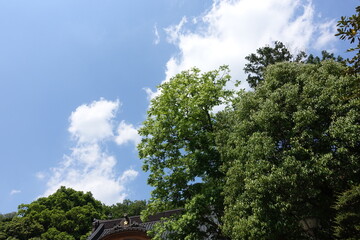 Obraz premium 新緑と青空