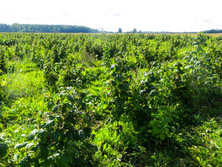Fototapeta na wymiar Ripe berries of wild strawberry in a forest glade. 