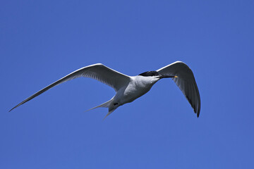 Sandwich tern (Thalasseus sandvicensis)