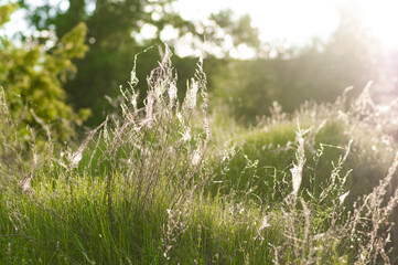 Grass with cobwebs