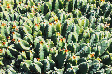 Beautiful cactus in the garden, close up