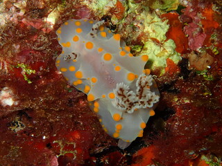 海の中の生物ウミウシ