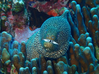 沖縄、海中生物ウツボ。
