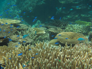 Fototapeta na wymiar 離島宮古島の珊瑚