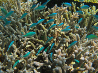 離島宮古島の珊瑚