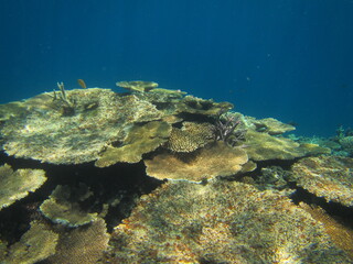離島宮古島の珊瑚