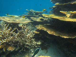 Fototapeta na wymiar 離島宮古島の珊瑚