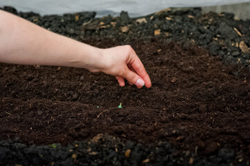 Hands of women planting seedlings in a greenhouse. Shallow seed in the soil. Spring planting, germination, watering and vegetable growth in the garden and greenhouse