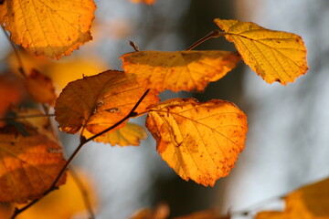Herbst 