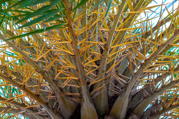Yellow branches of a coconut tree close-up view from below