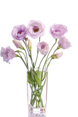 Fototapeta na wymiar bunch of pale violet eustoma flowers in glass vase isolated on white