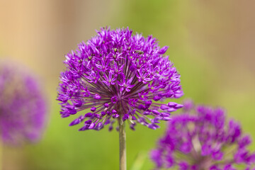 Fototapeta premium Allium hollandicum - Cultivated allium flowers