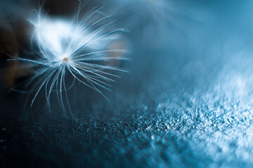 Dandelion macro on a gray background.