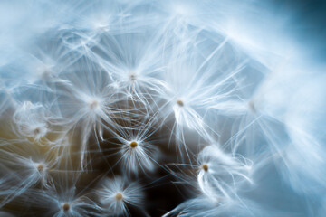 Dandelion macro on a gray background.