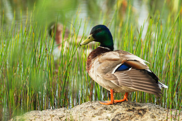 Portrait of mallard duck outdoors.