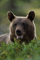 Brown bear portrait. Bear face.
