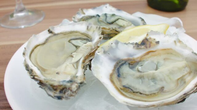 Fresh oysters with lemon on ice. The circular movement of the camera, very close up