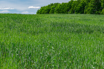 Obraz premium Wheat field in summer
