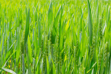 Wheat field in summer