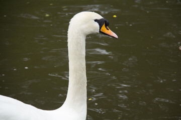 Swan