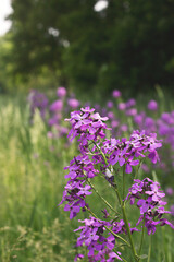 purple flowers