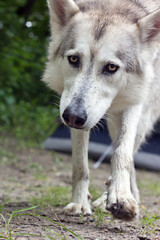 Fototapeta premium wolf