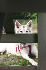 peeking dog